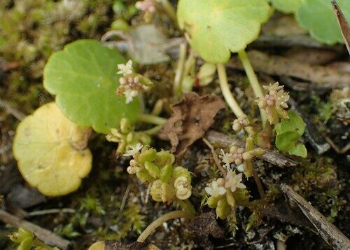 Hydrocotyle vulgaris (Pennywort) — photo