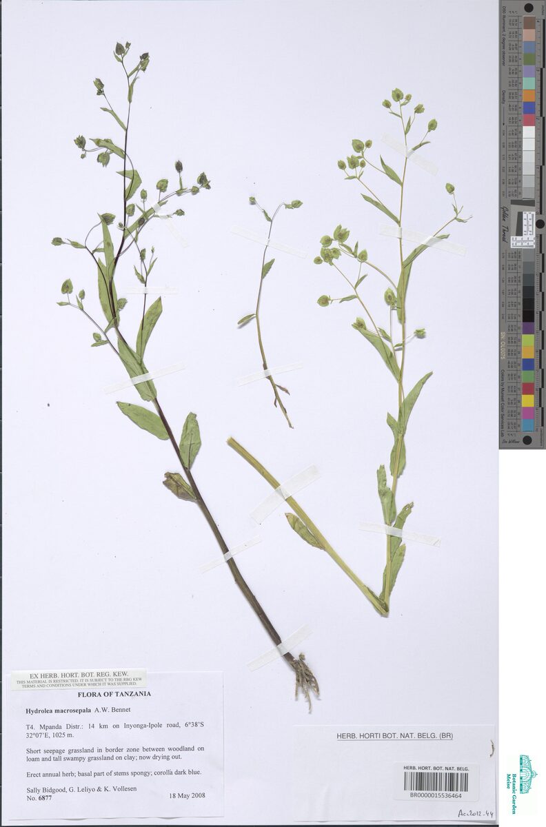 Hydrolea macrosepala — photo