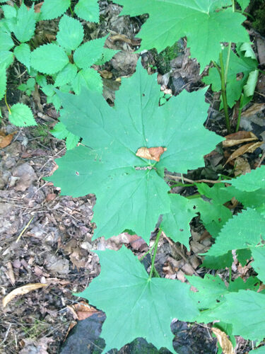 Hydrophyllum canadense (John's Cabbage) — photo