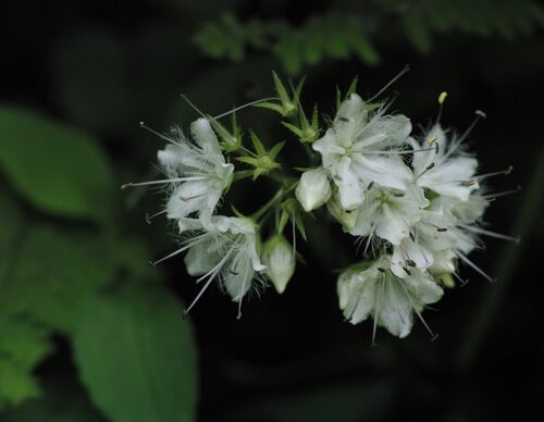 Hydrophyllum canadense