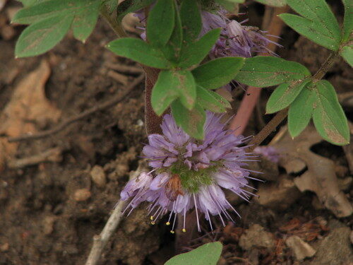 Hydrophyllum capitatum (Cat's Breeches) — photo