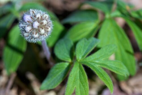 Hydrophyllum capitatum (Cat's Breeches) — photo