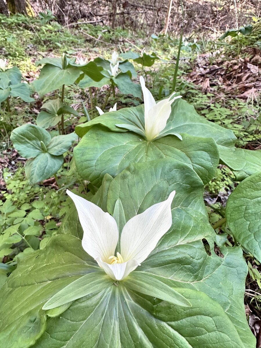 Hydrophyllum occidentale - (Watson.)A.Gray. (Western Waterleaf) — photo