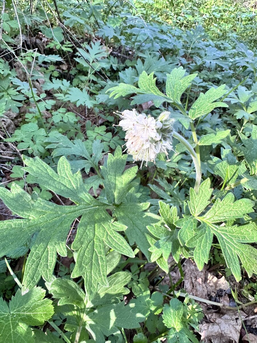 Hydrophyllum occidentale - (Watson.)A.Gray. (Western Waterleaf) — photo