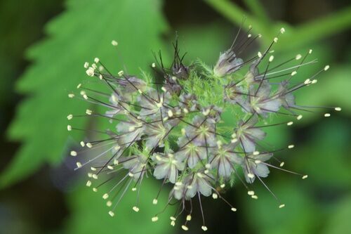 Hydrophyllum tenuipes (Pacific Waterleaf) — photo