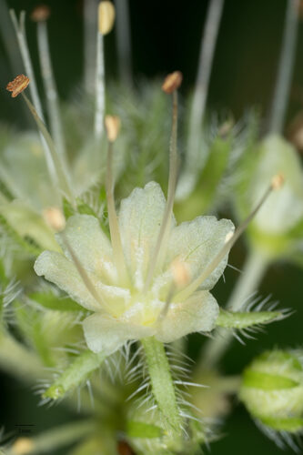 Hydrophyllum tenuipes (Pacific Waterleaf) — photo