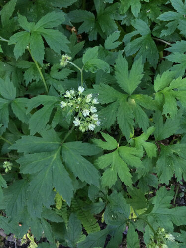 Hydrophyllum tenuipes