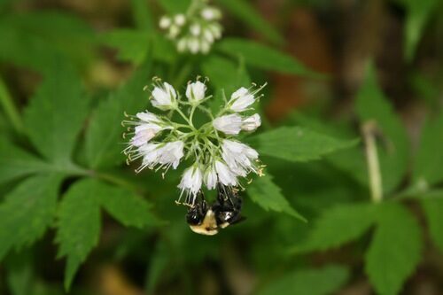 Hydrophyllum virginianum (Virginia Waterleaf) — photo