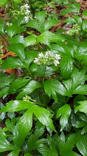 Hydrophyllum virginianum (Virginia Waterleaf) — photo