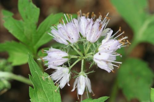Hydrophyllum virginianum