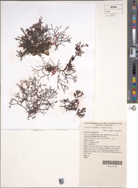 Hydropuntia edulis (Ceylon moss) — photo