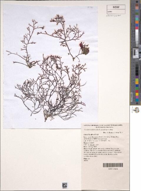 Hydropuntia edulis