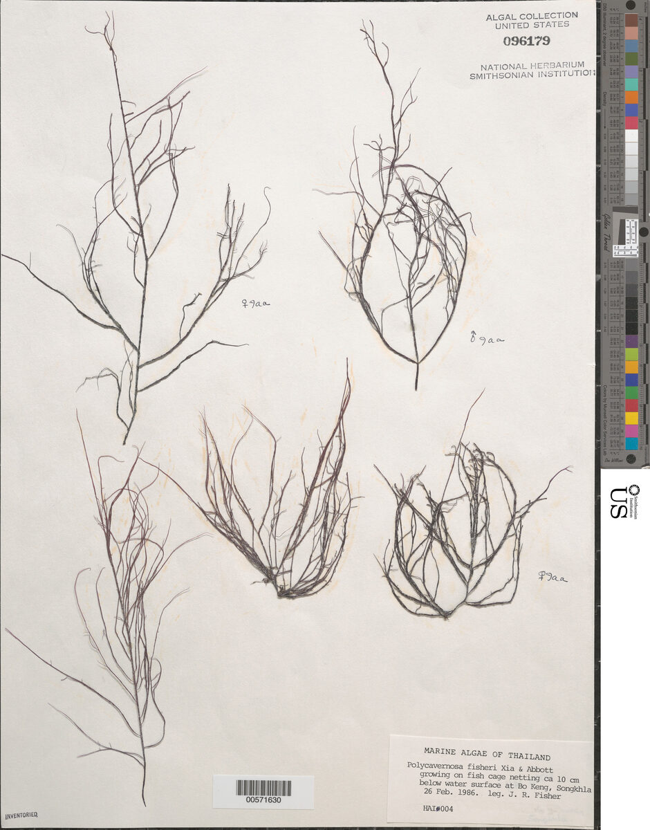 Hydropuntia fisheri