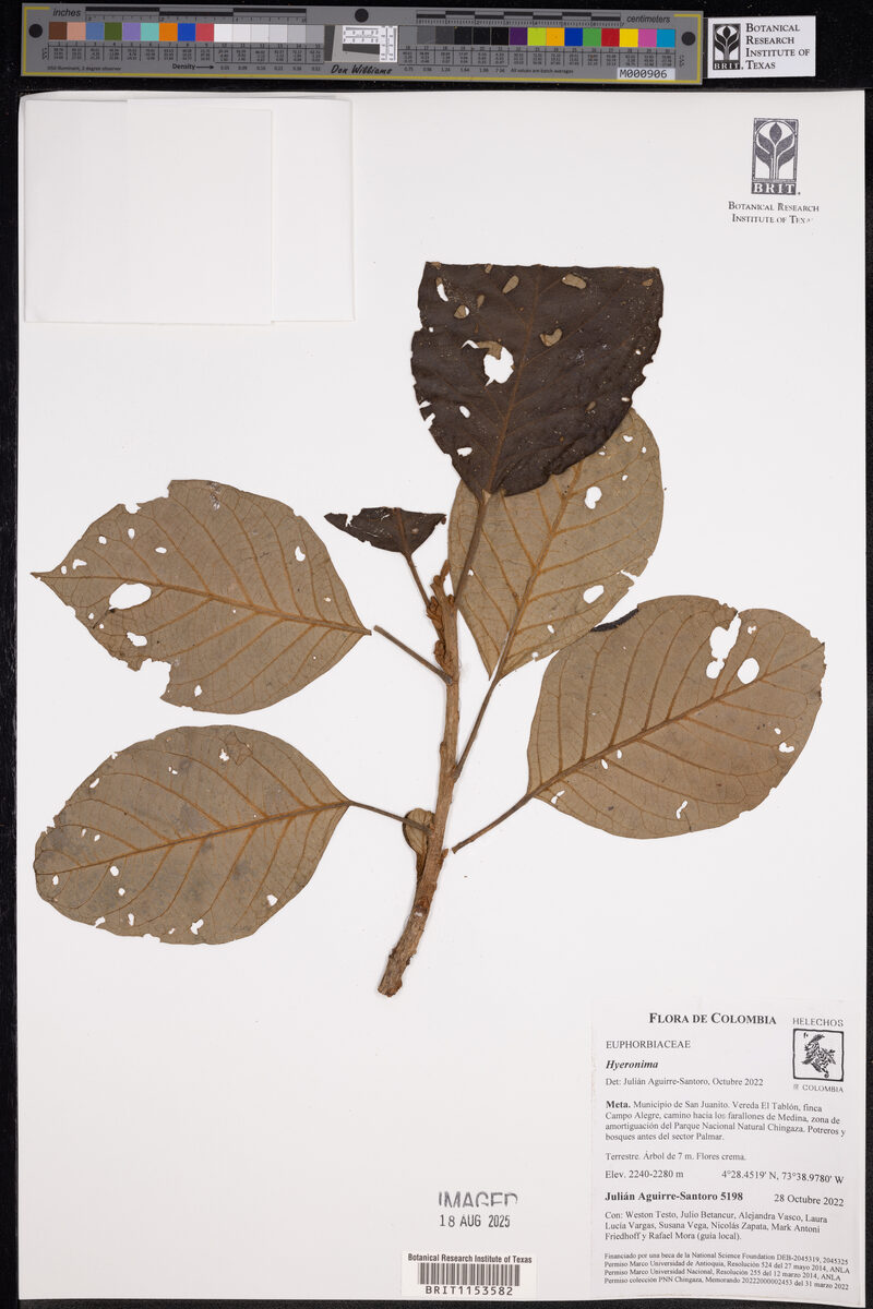 Hyeronima sp. — photo