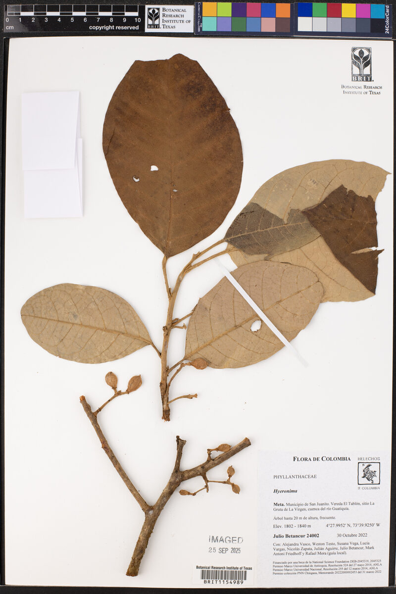 Hyeronima sp. — photo