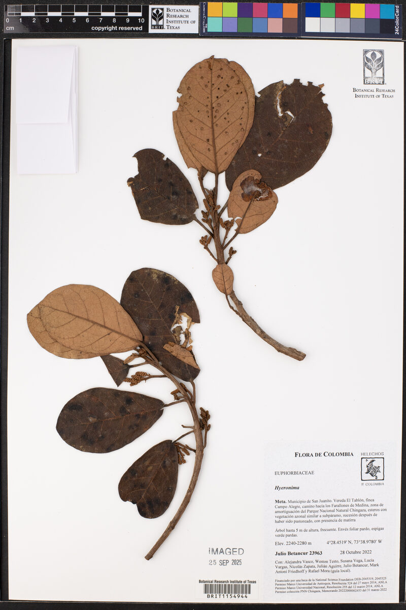 Hyeronima sp.