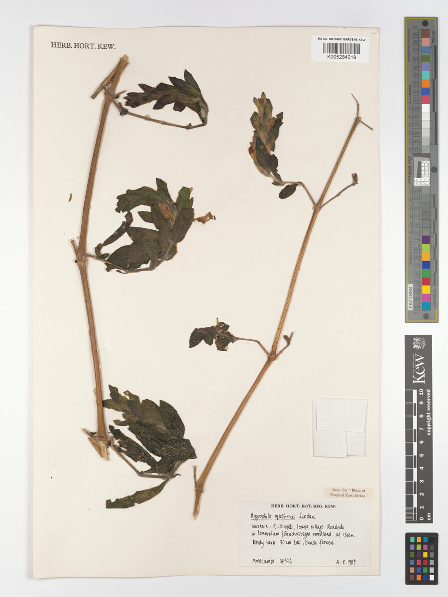 Hygrophila spiciformis — photo