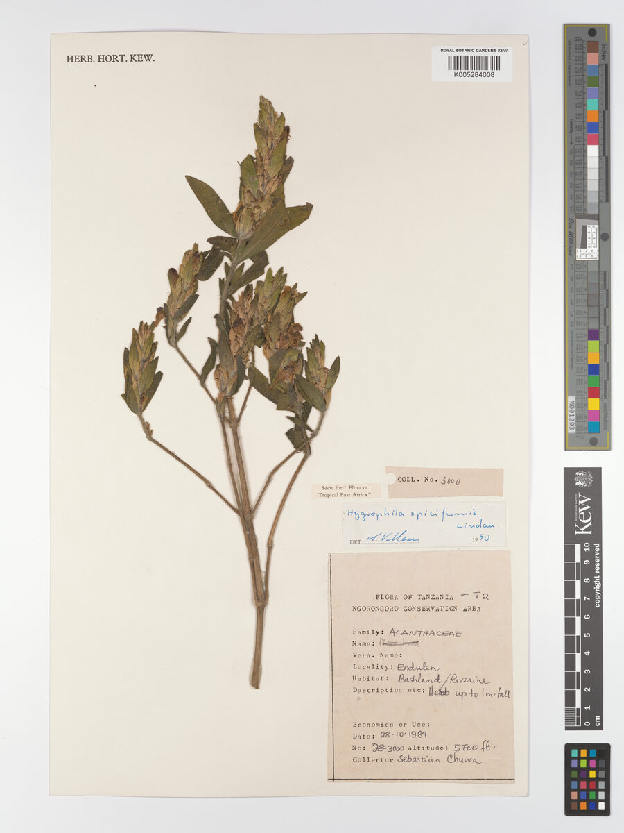 Hygrophila spiciformis — photo