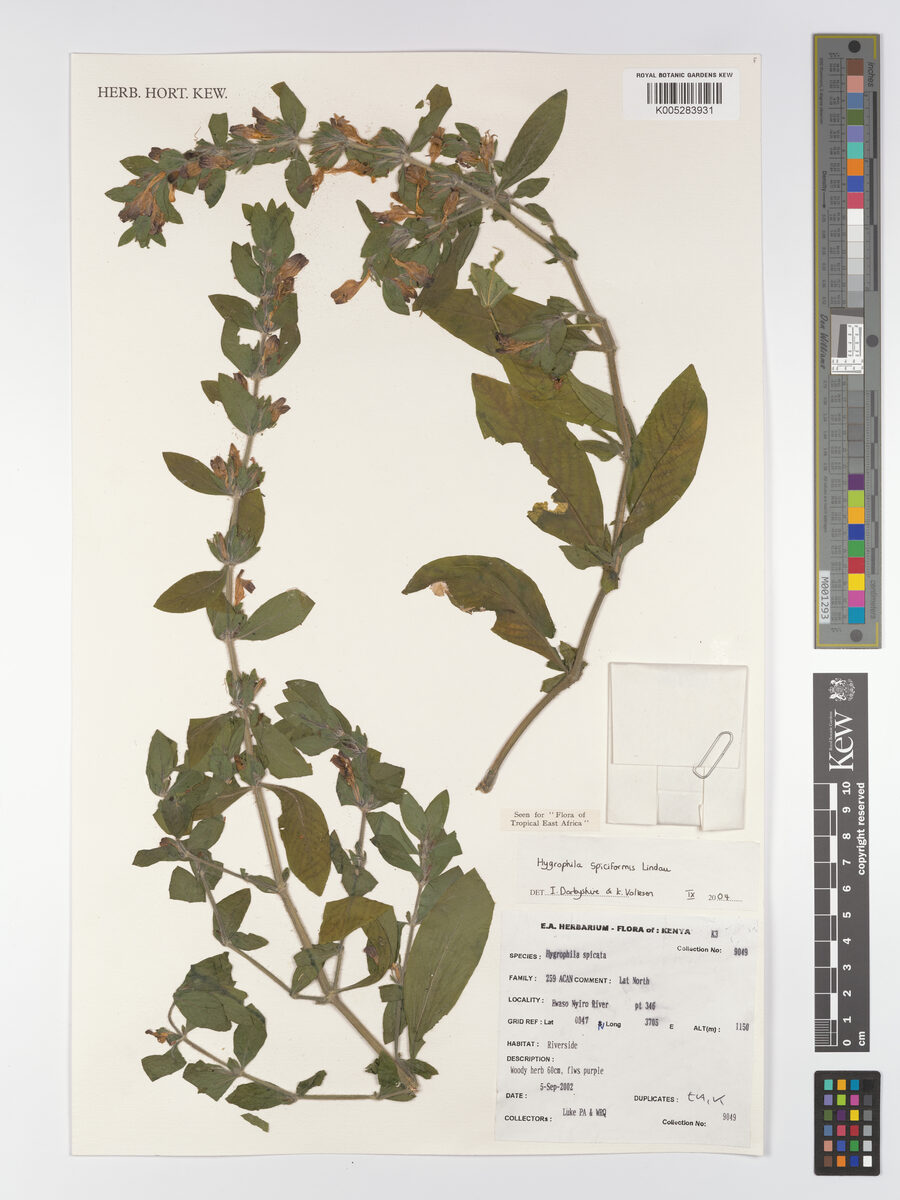 Hygrophila spiciformis