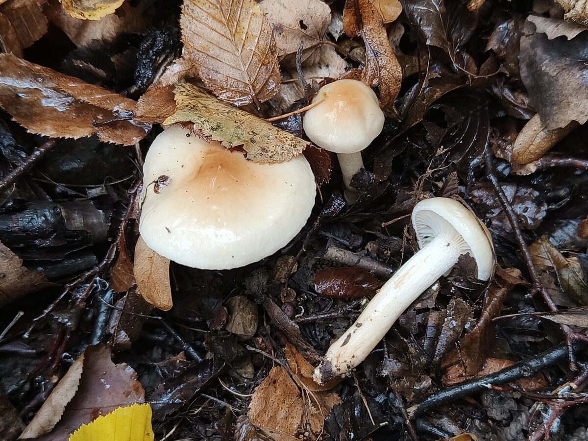 Hygrophorus aff. lindtneri — photo
