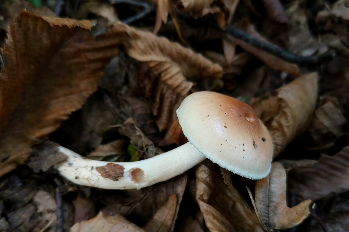 Hygrophorus aff. lindtneri — photo