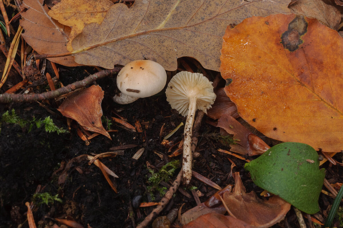 Hygrophorus aff. lindtneri