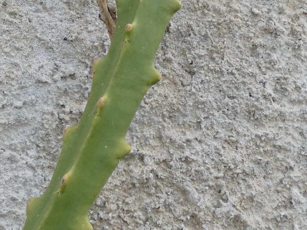 Hylocereus undatus - (Haw.) Britton & Rose (Dragon Fruit) — photo