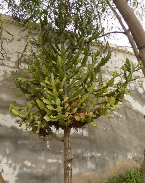 Hylocereus undatus - (Haw.) Britton & Rose (Dragon Fruit) — photo