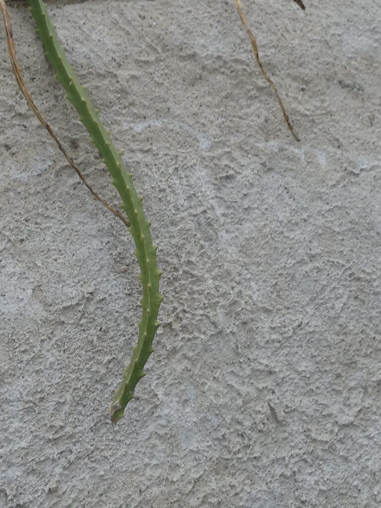 Hylocereus undatus - (Haw.) Britton & Rose