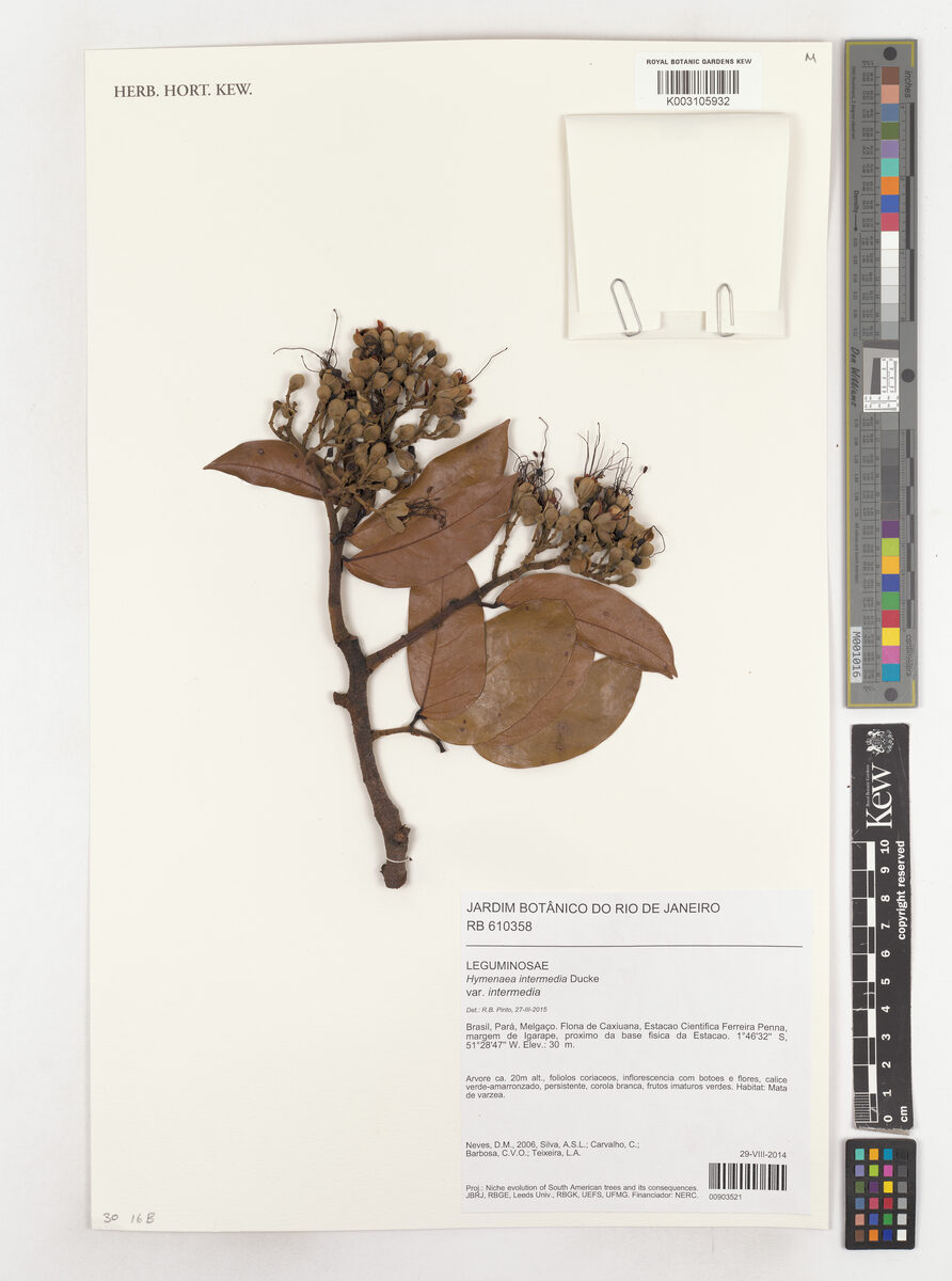 Hymenaea cf. intermedia