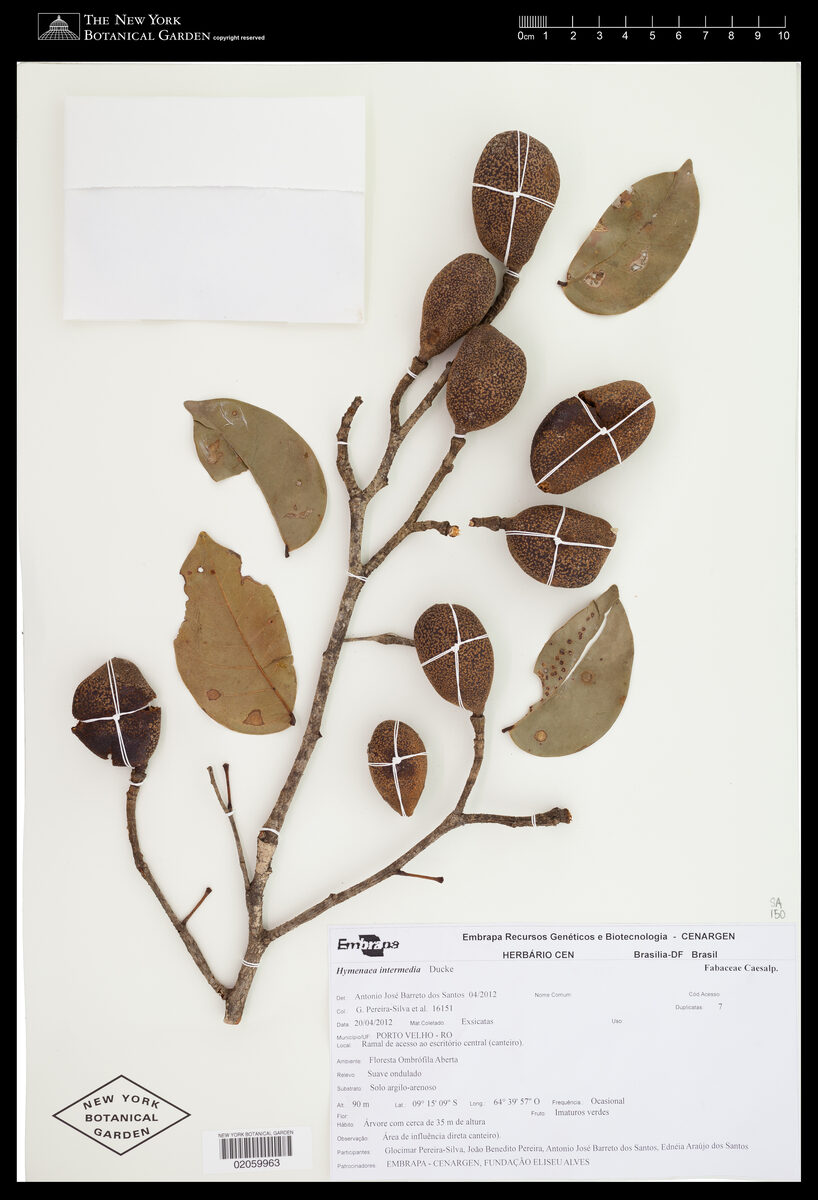 Hymenaea cf. intermedia — photo