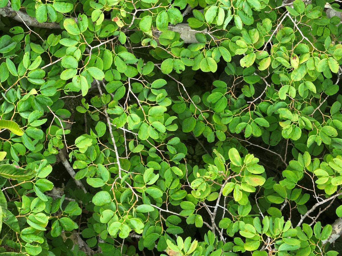 Hymenaea cf. intermedia — photo