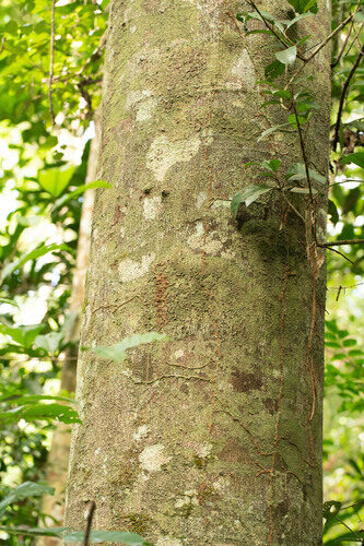 Hymenaea oblongifolia (Oblong leaf copal) — photo