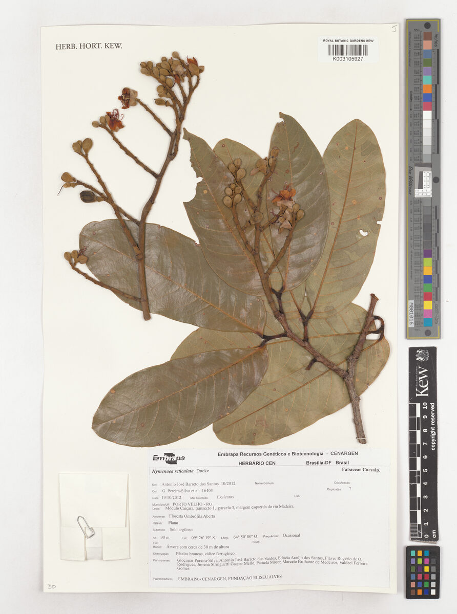 Hymenaea reticulata — photo