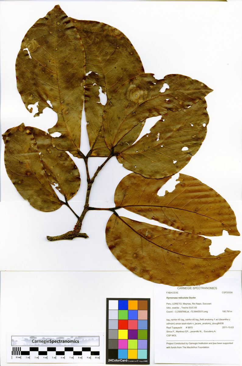 Hymenaea reticulata — photo