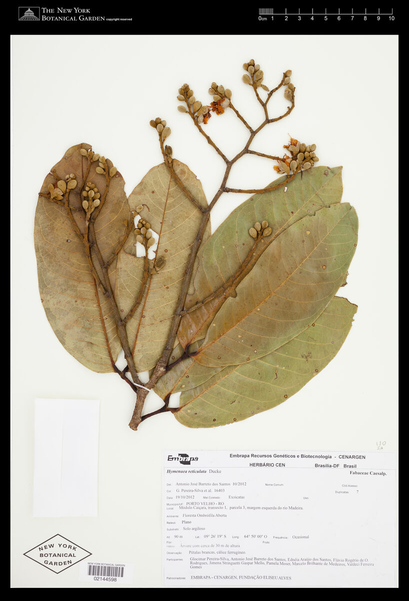 Hymenaea reticulata