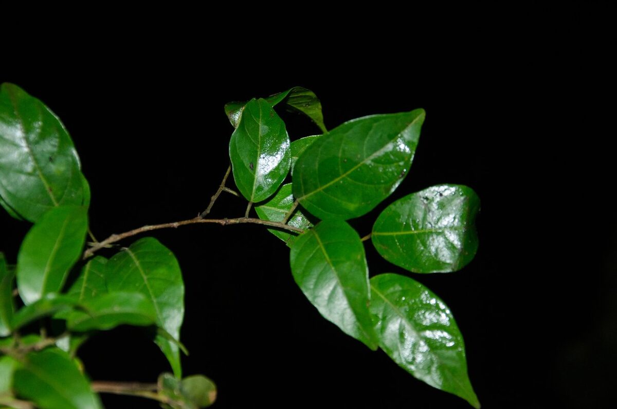 Hymenocardia lyrata — photo