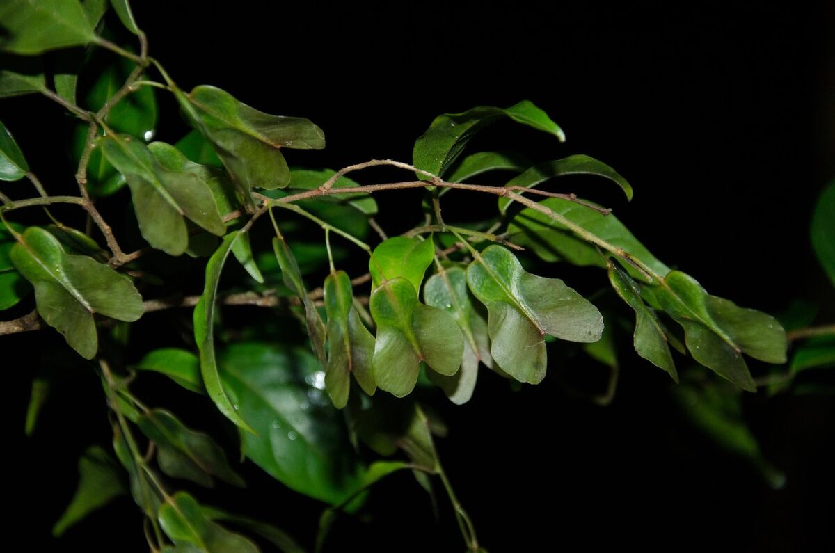 Hymenocardia lyrata