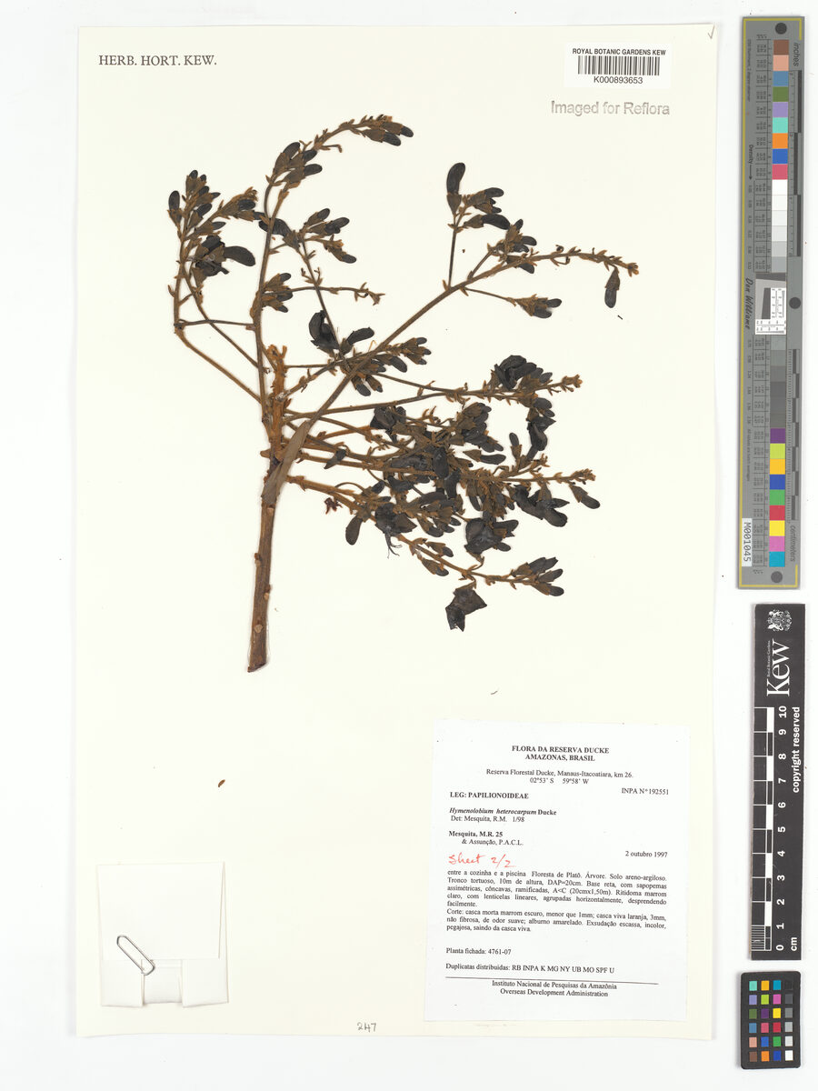 Hymenolobium heterocarpum