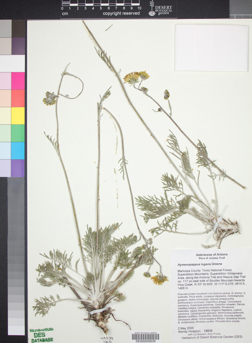 Hymenopappus lugens (Fineleaf hymenopappus) — photo