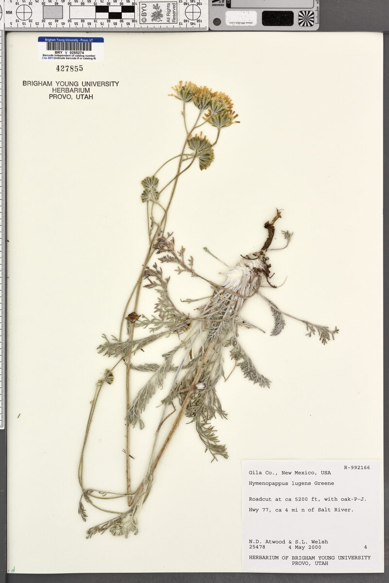 Hymenopappus lugens (Fineleaf hymenopappus) — photo