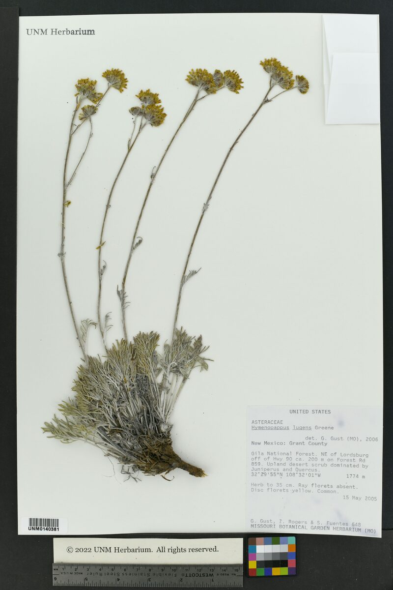Hymenopappus lugens