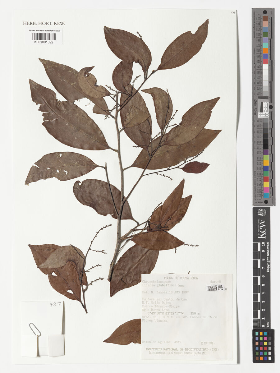 Hymenopus glabriflorus — photo