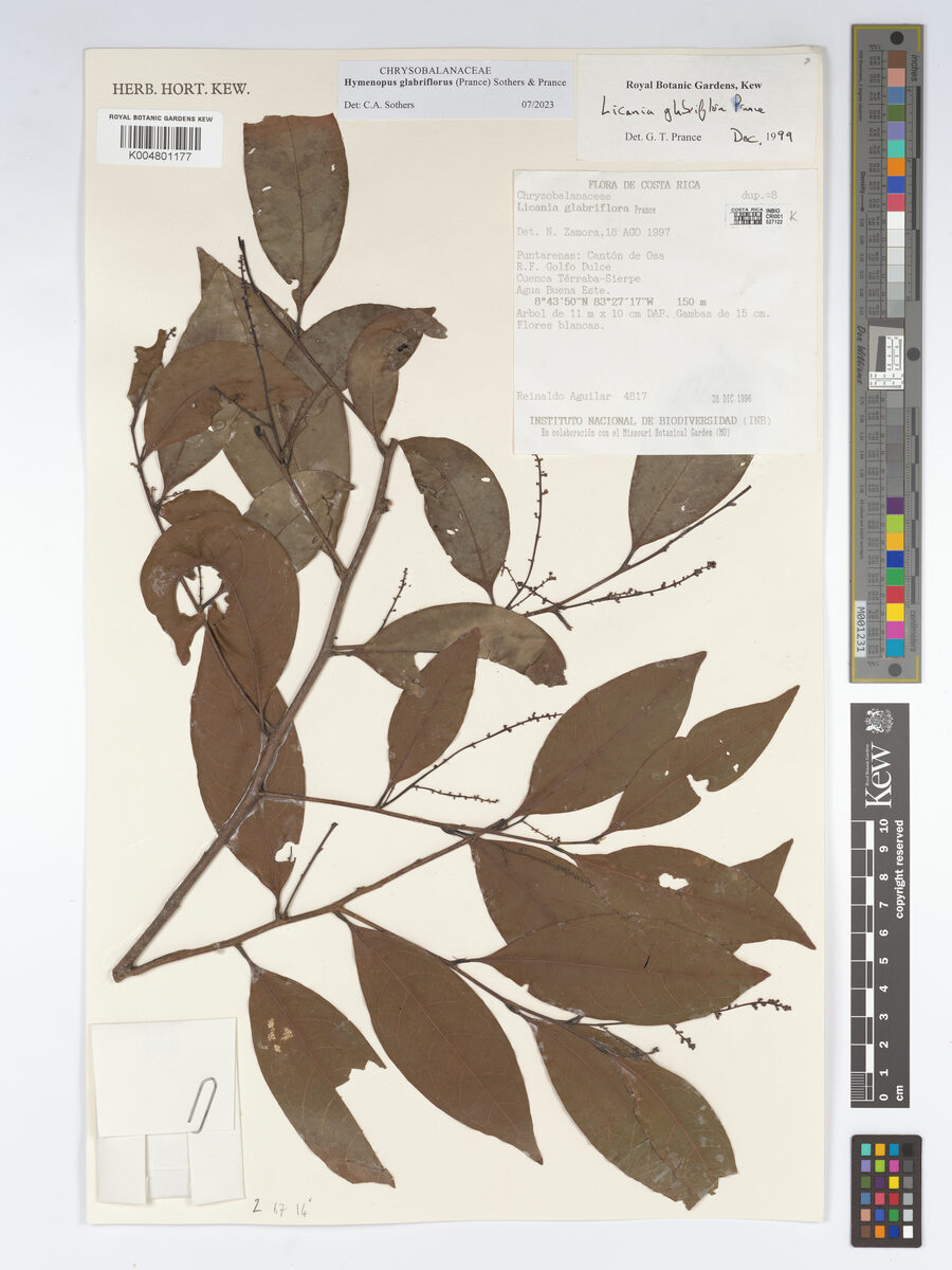 Hymenopus glabriflorus — photo