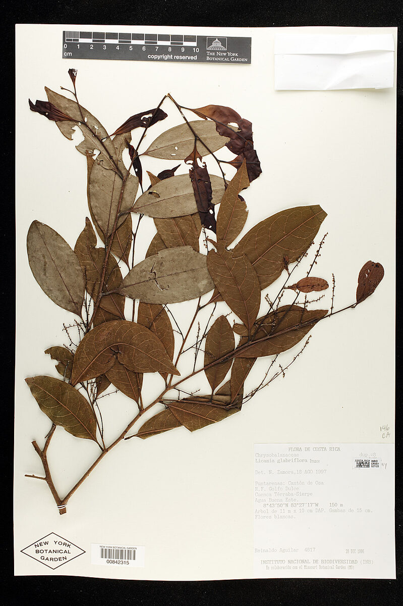 Hymenopus glabriflorus