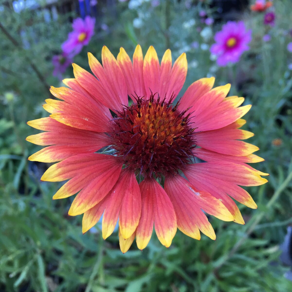 Hymenoxys biennis