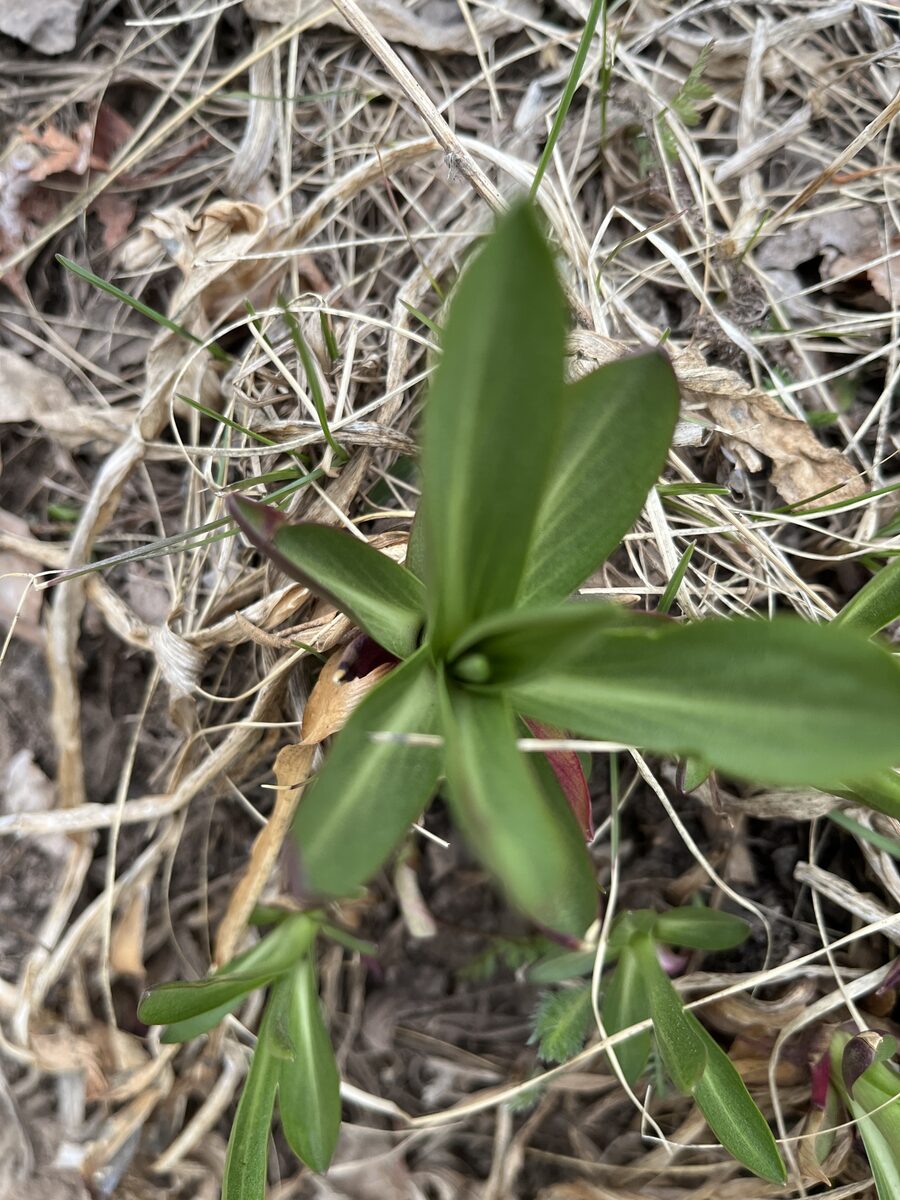 Hymenoxys hoopesii - (A.Gray.)Bierner. (Owls Claws) — photo