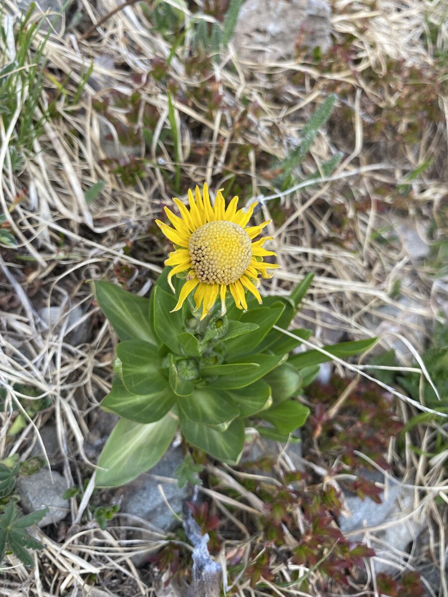 Hymenoxys hoopesii - (A.Gray.)Bierner. (Owls Claws) — photo