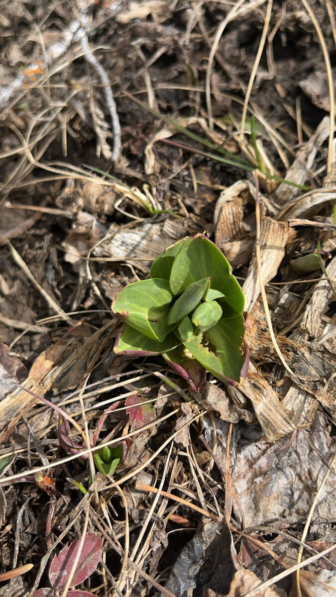 Hymenoxys hoopesii - (A.Gray.)Bierner.