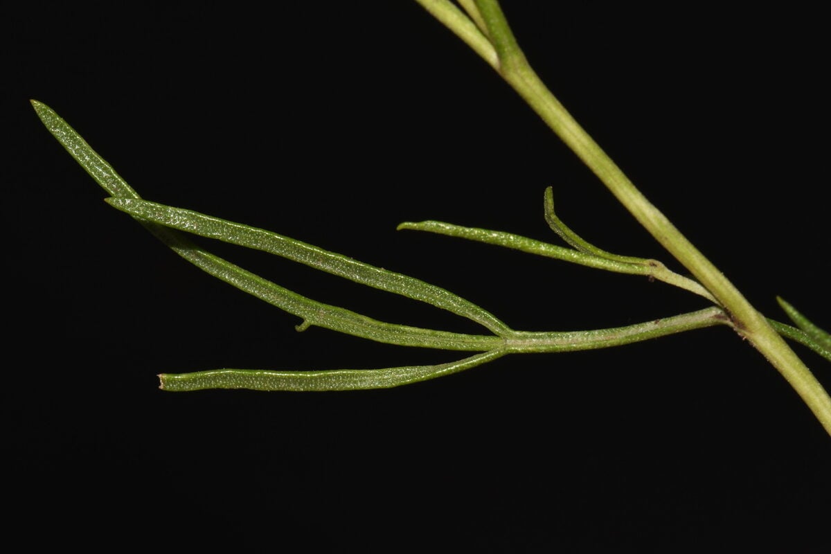 Hymenoxys richardsonii var. floribunda (Colerado rubberweed) — photo